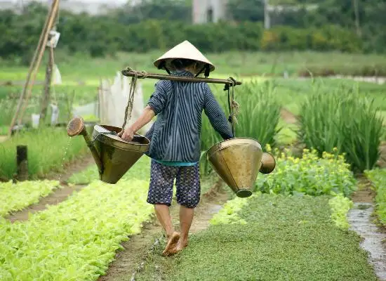 Vegetable Village Tra Que: