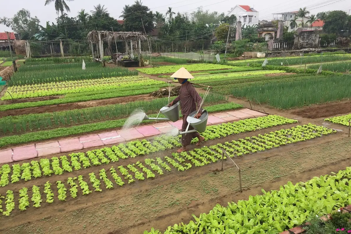 Tra Que Vegetable Village