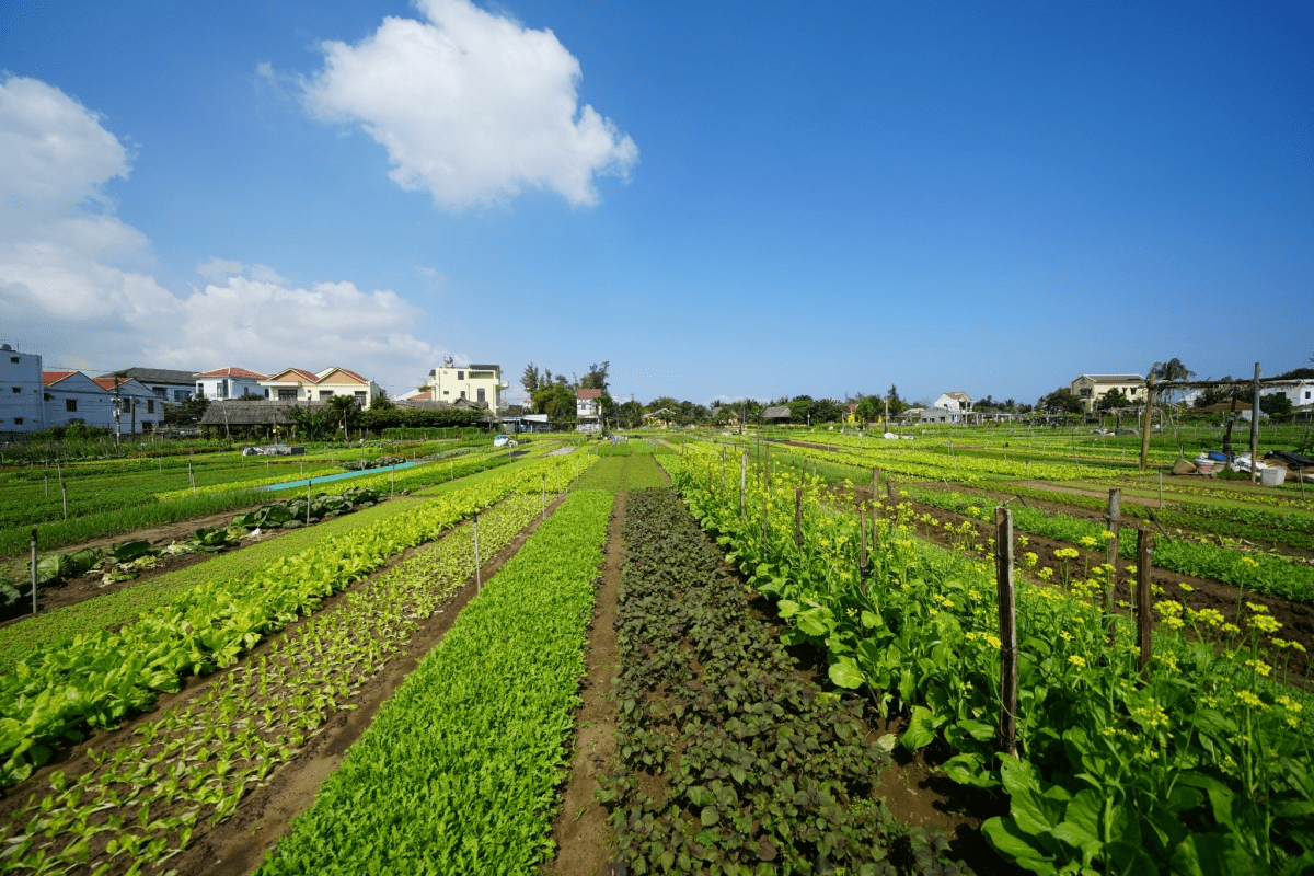 Tra Que vegetable garden  Hoi An