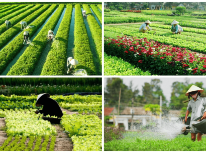 Tra Que Vegetable village Hoi An: An ultimate travel guide