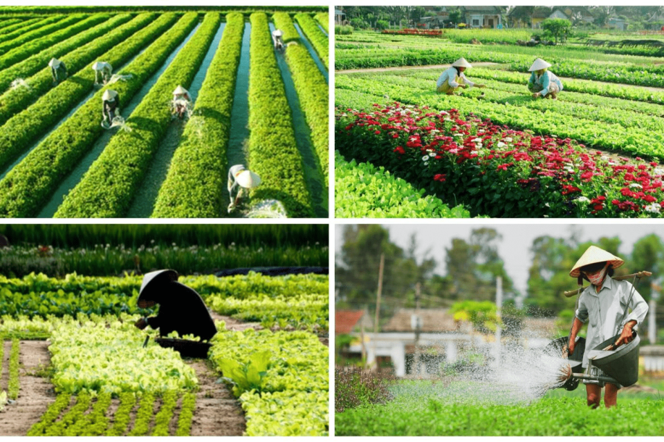 Tra Que Vegetable village Hoi An: An ultimate travel guide