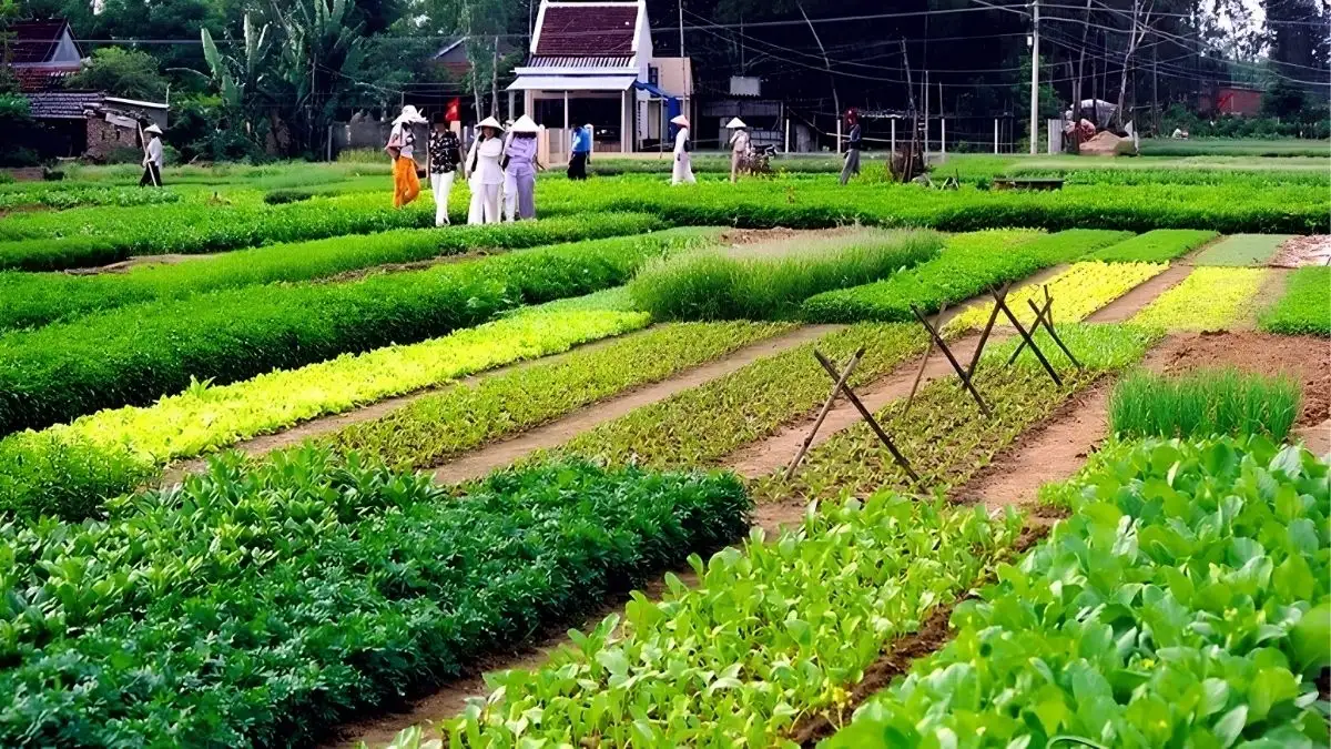 Tra Que vegetable village entrance fee is 35,000 VND (Source: hoianworldheritage.org.vn)