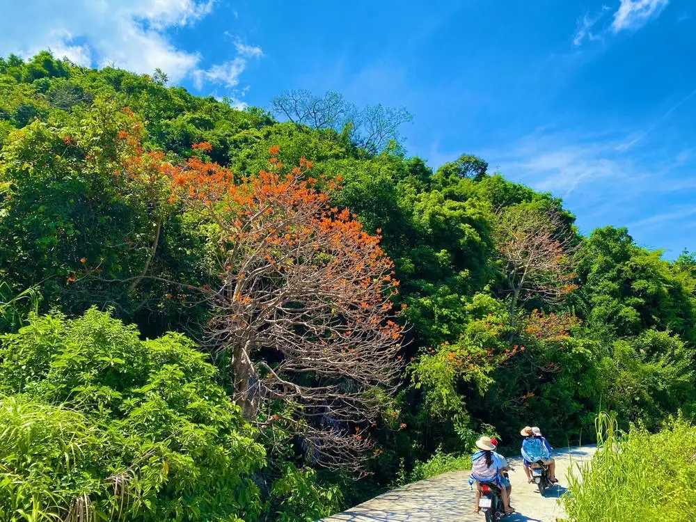 The road of royal poinciana flowers