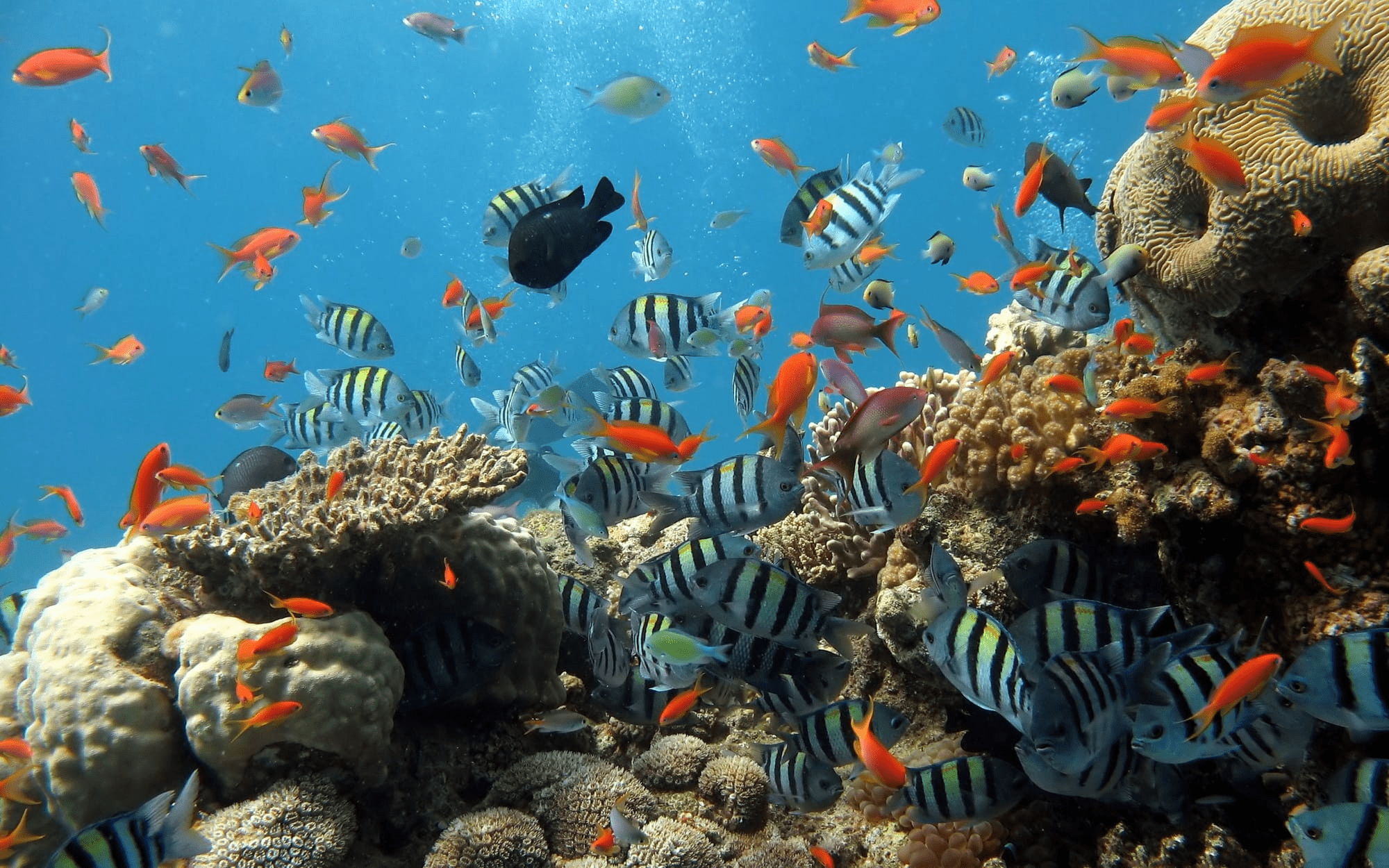 Explore magical coral reefs (Source: Da Nang RealTimes)