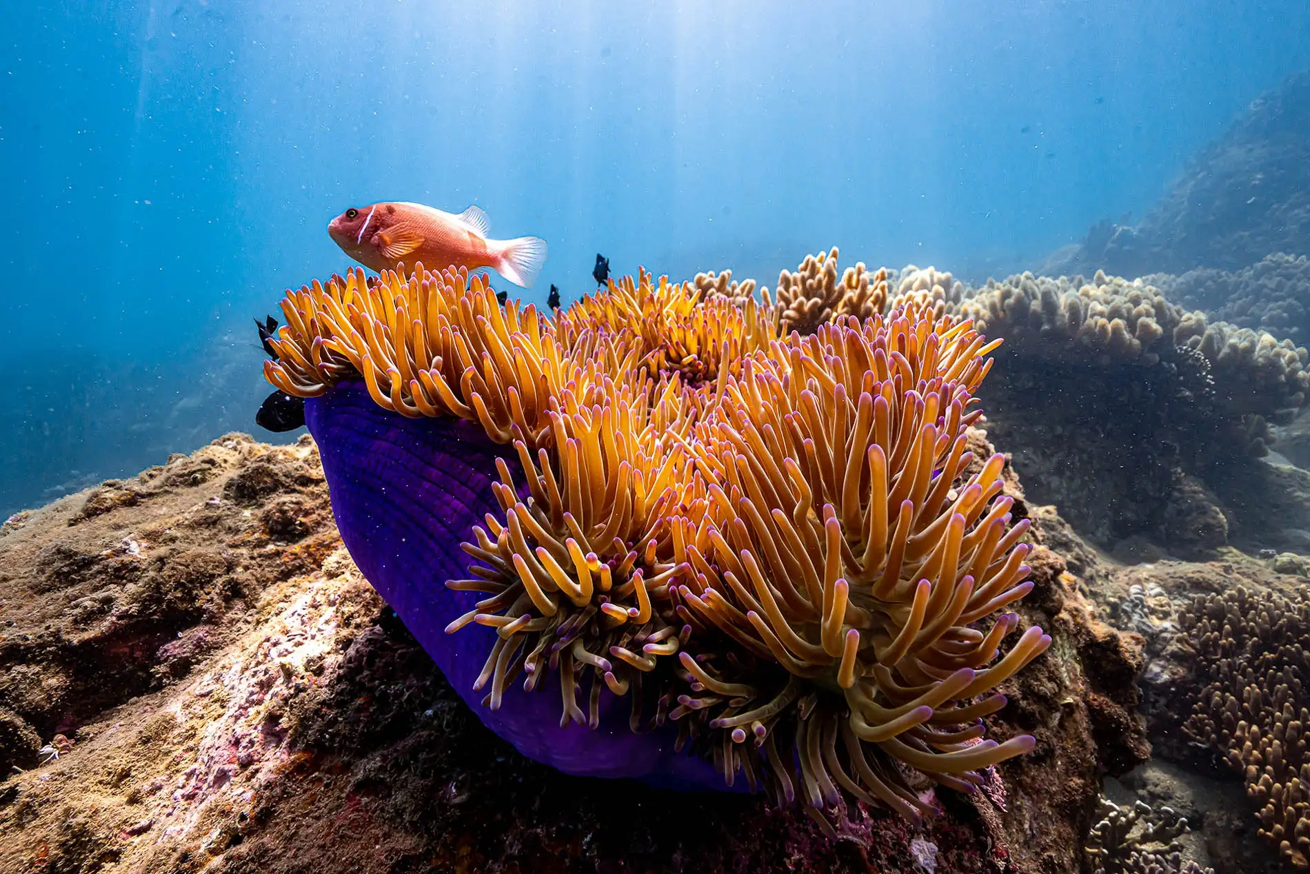 The recommended time to go diving in Hoi An