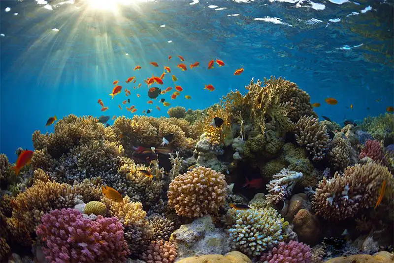 Don't forget to capture the beautiful coral reefs when diving at Cham Islands in January.