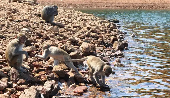 Monkey island - a wild paradise for nature lovers