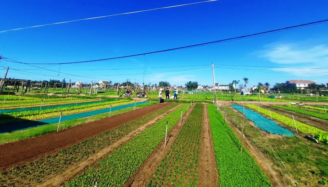 Tra Que Vegetable Village (Source: Thanh Nien News)