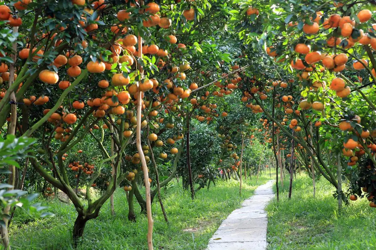 Stop at a fruit orchard to sample mangosteen, oranges or rambutan