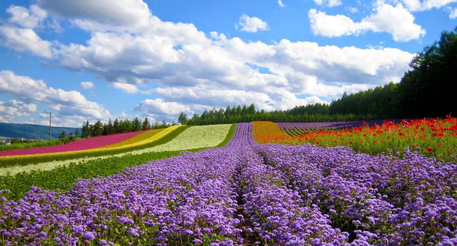 Dalat Flower Garden 