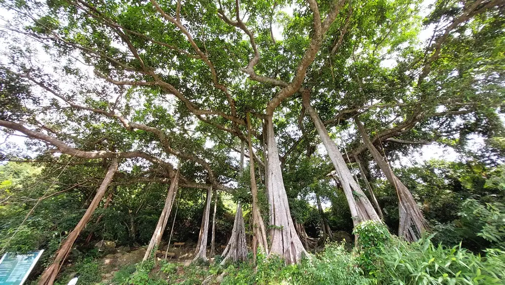 Legendary banyan tree on Son Tra pennisula