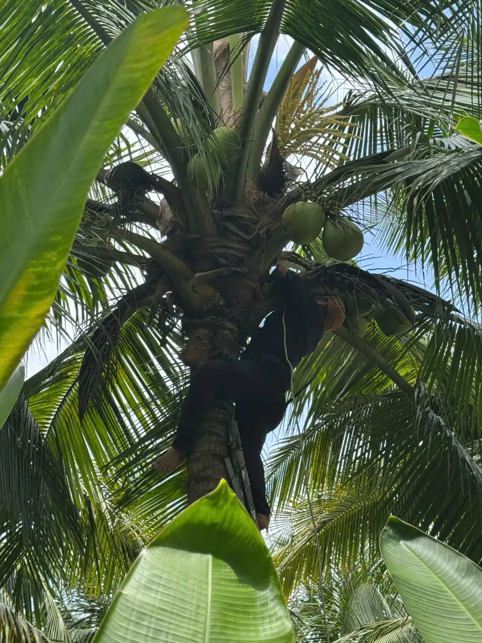 Fresh coconuts are harvested with care, ready to add a tropical and meaningful touch to the wedding day
