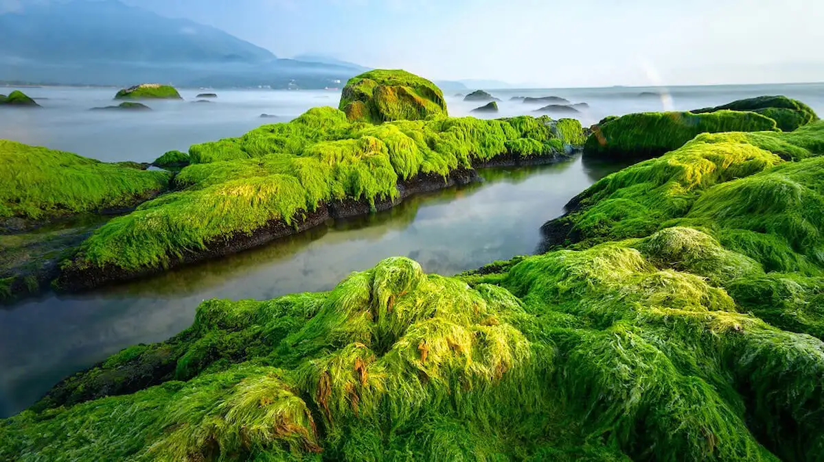Nam O reef (source: Vietnam tourism)