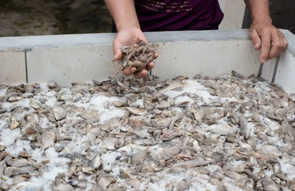 Fresh fish being prepared for the traditional fish sauce making process
