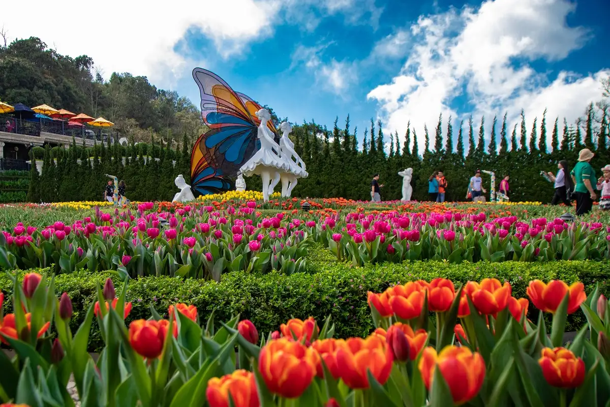 Tulip festival during Feb to March (source: Danang fantasticity)