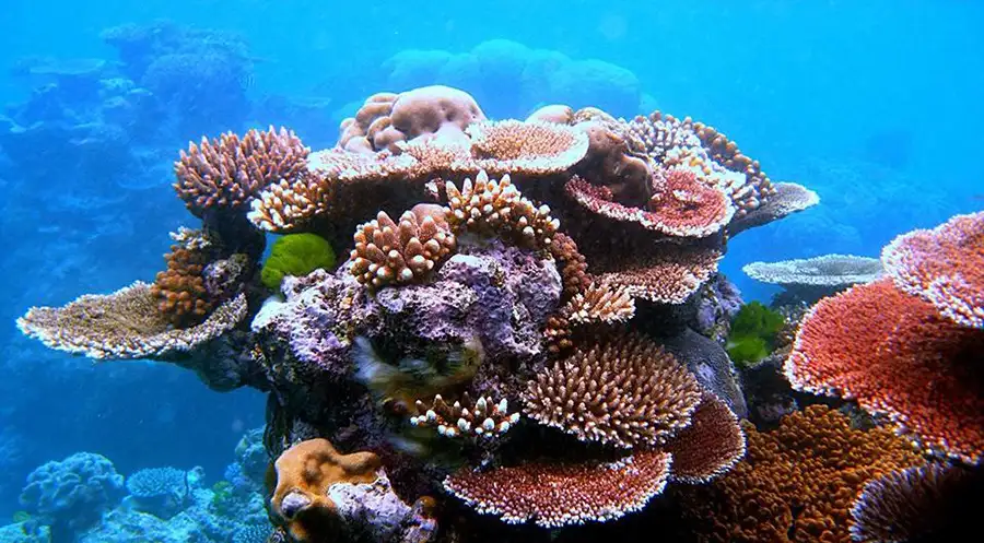 Snorkel to discover the hidden coral gardens near Nam O Reef (source: collected)