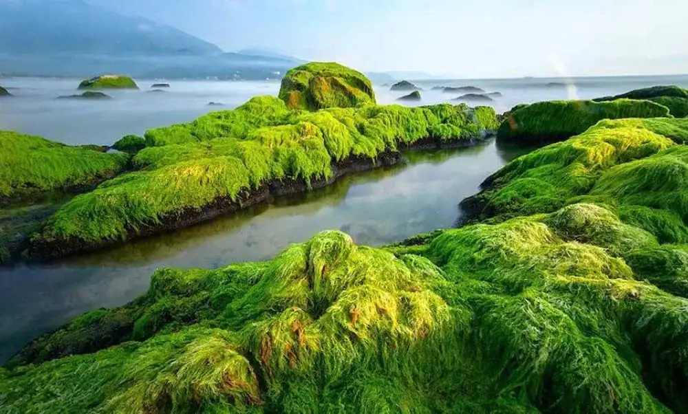 The captivating charm of Nam O Reef that wins every traveler’s heart (source: You in Danang)