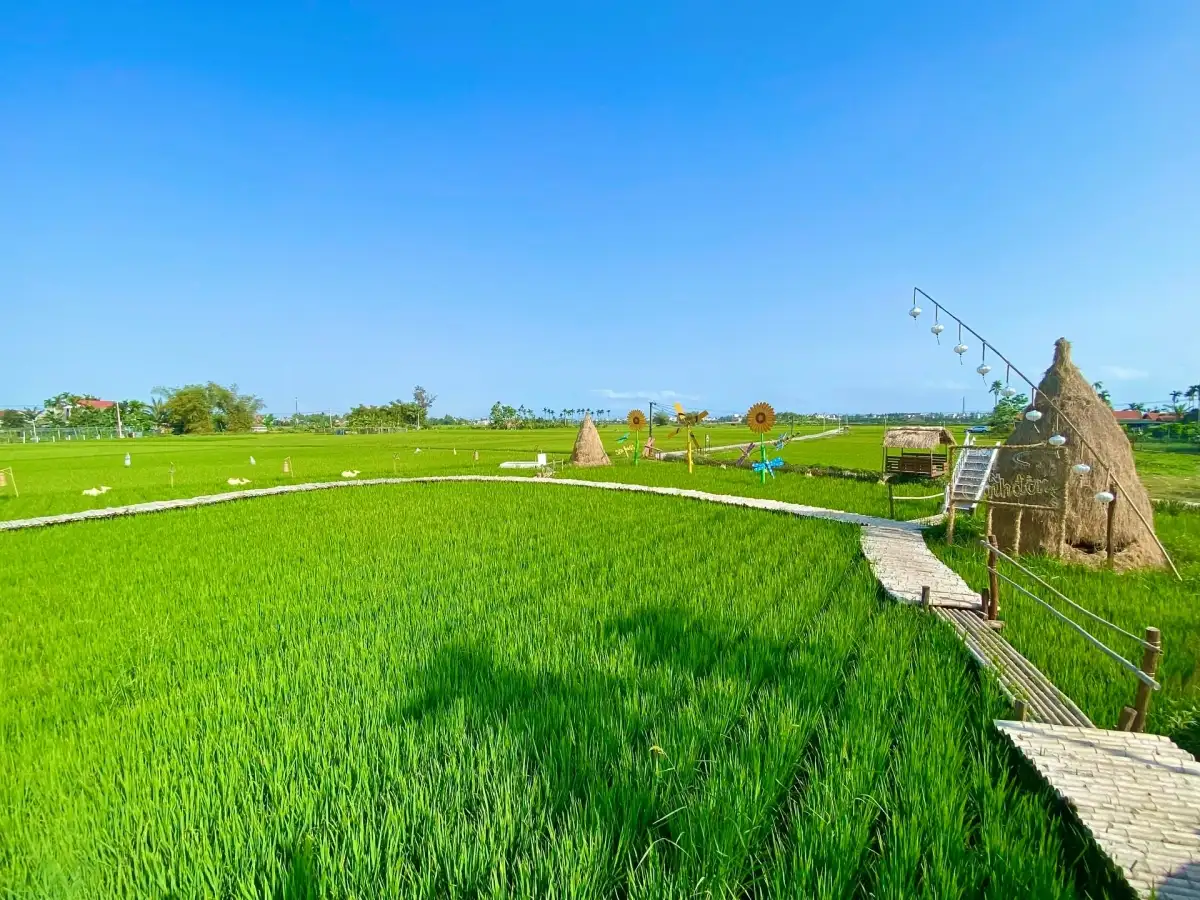 Rice paddies and a narrow road in the Hoi An countryside (Source: Collected)