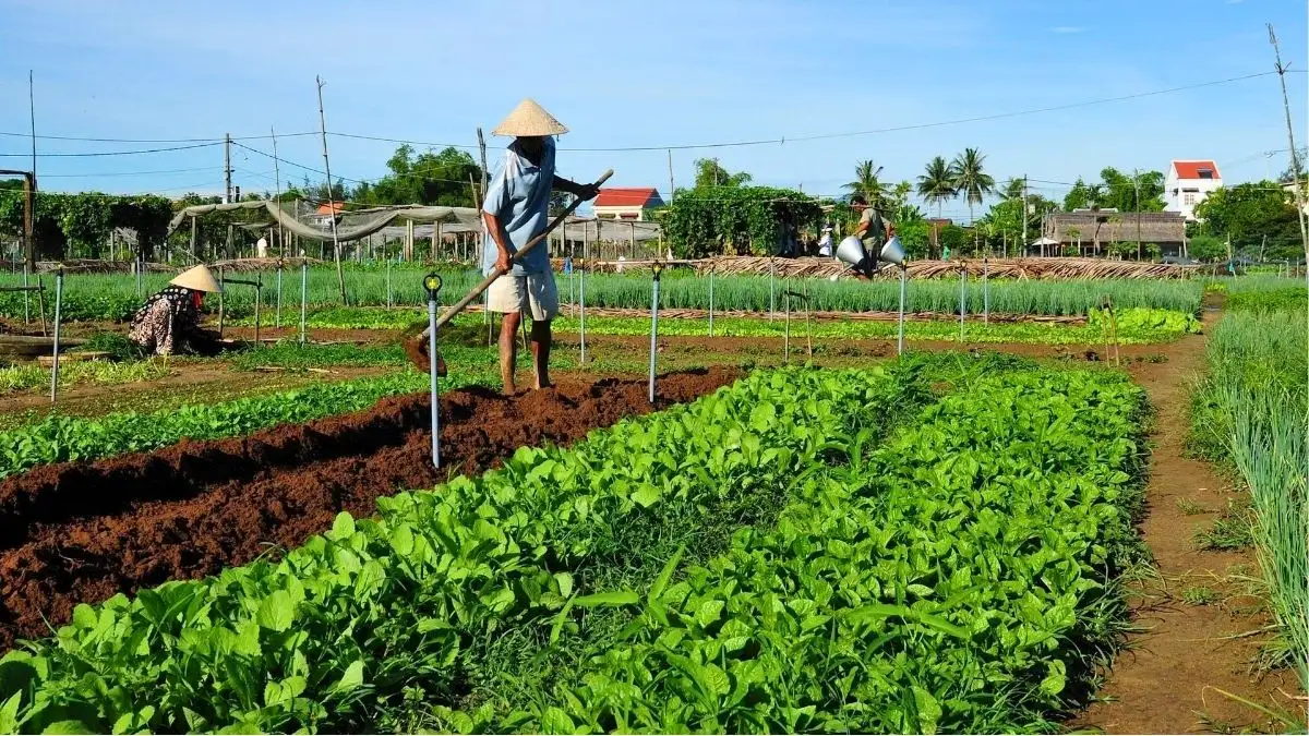 Tra Que Vegetable Village (Source: Bao Da Nang)