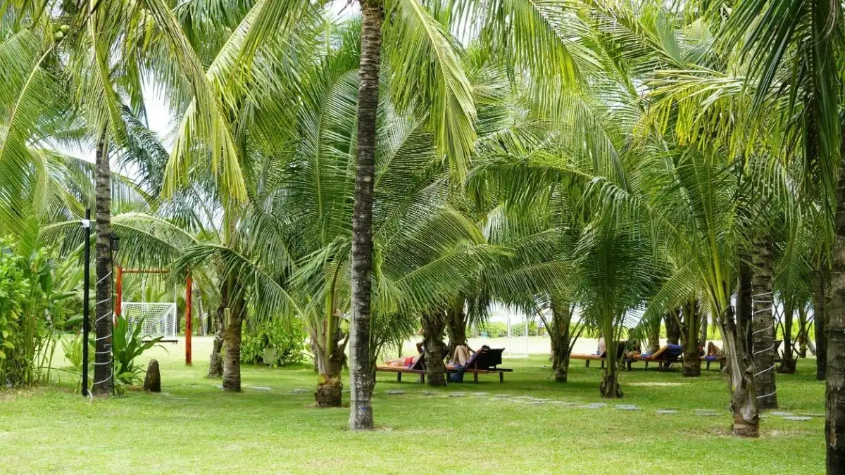 After returning from the festival, guests can relax beneath the rows of coconut trees within the resort grounds