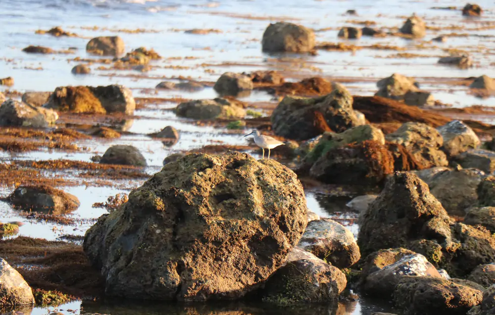  Exposed rocky shoreline at low tide, seaweed draped over the rocks with shallow tide pools between them