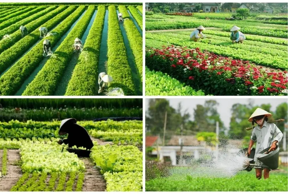 Farmers tend the herb gardens of Tra Que Vegetable Village, where fresh local ingredients contribute to Hoi An's distinctive cuisine