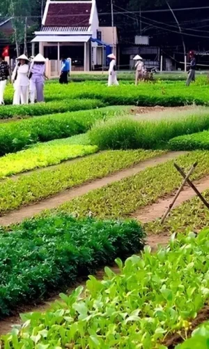 Tra Que vegetable village entrance fee is 35,000 VND (Source: hoianworldheritage.org.vn) Tra Que vegetable village entrance fee is 35,000 VND (Source: hoianworldheritage.org.vn)