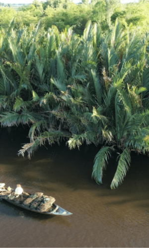 Boat ride on the river with endless rows of water coconut trees Boat ride on the river with endless rows of water coconut trees