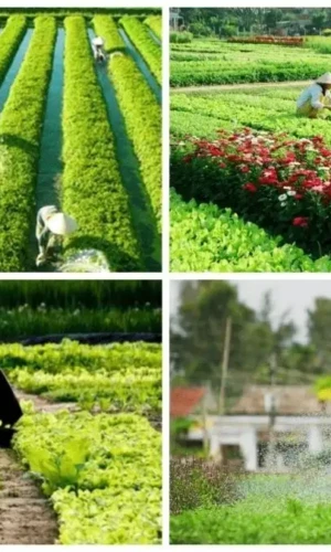 Farmers tend the herb gardens of Tra Que Vegetable Village, where fresh local ingredients contribute to Hoi An's distinctive cuisine Farmers tend the herb gardens of Tra Que Vegetable Village, where fresh local ingredients contribute to Hoi An's distinctive cuisine